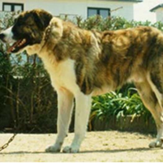 rafeiro-do-alentejo-001