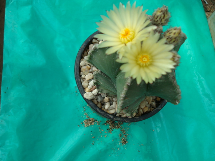 Astrophytum  coahuilense - Cactusi