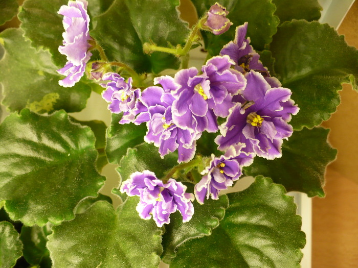 30 dec - Midnight Cloud