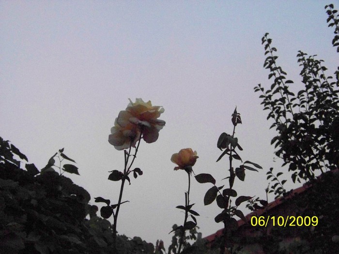 100_2584 - Toamna in curte  Timisoara