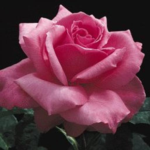 Trandafiri; Trandafiri
