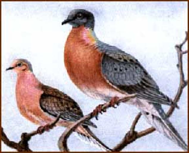 pass_pigeon - Porumbei salbatici