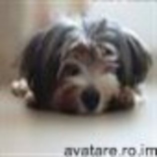 animale__avatare-cu-catei-07_jpg_85_cw85_ch85 - CATELUSI