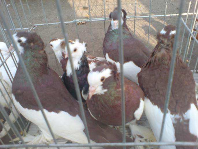 DSC00459 - Piata de pasari si animale Timisoara 2009