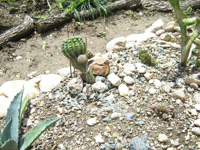 IMG_8652 - Cactusi la mosie 27 iunie 2009
