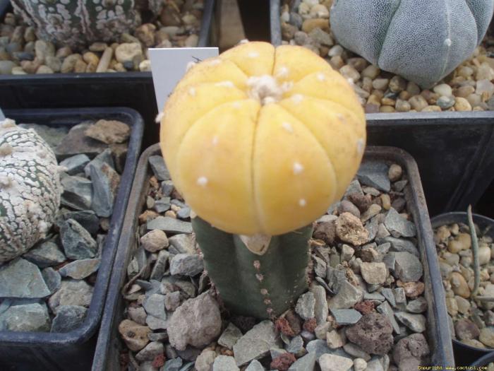 copiapoa_009