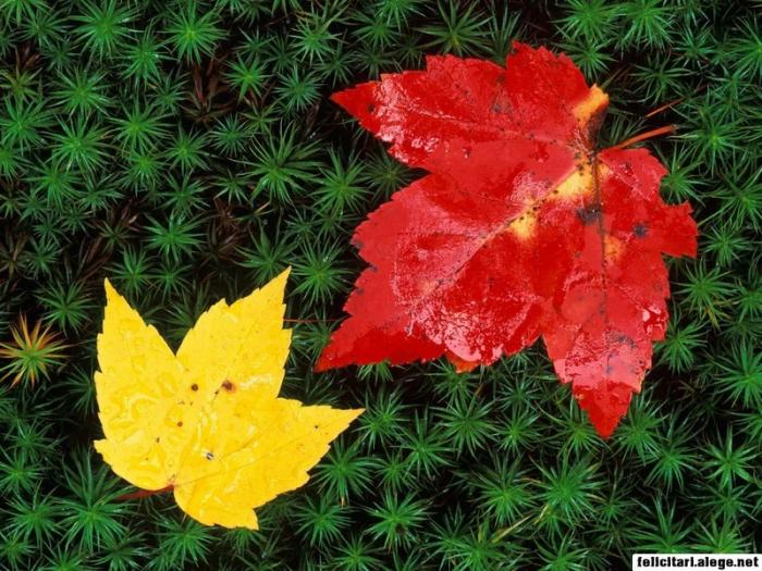 autumn-leaves-on-forest-floor-vermont_800