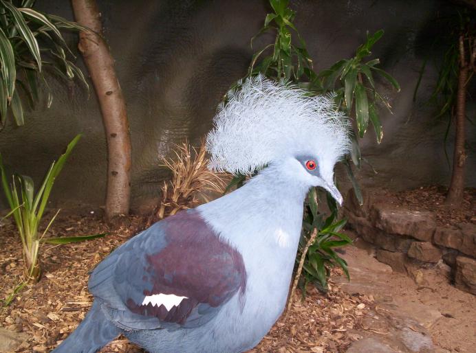 centrul papagali (206)