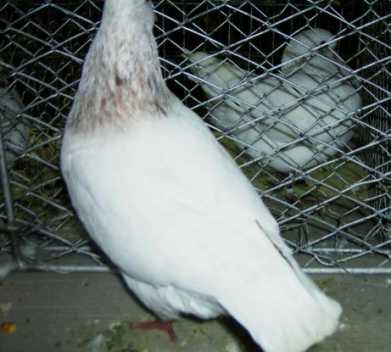 standard homer 4 - 1501 Expo Timisoara 2006