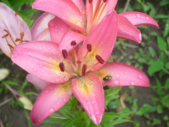 DSCI1078 - flori din gradina mea