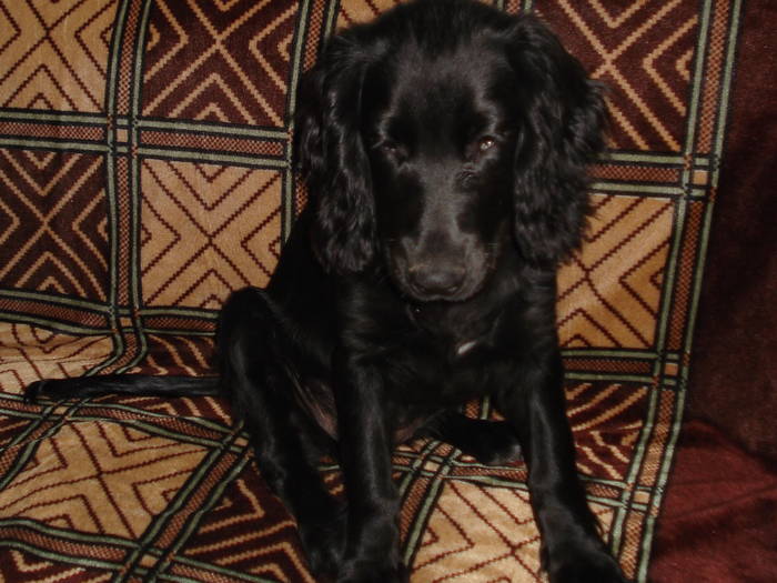 DSC09715 - ANIMALUTELE MELE