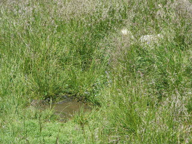 DSCF3137