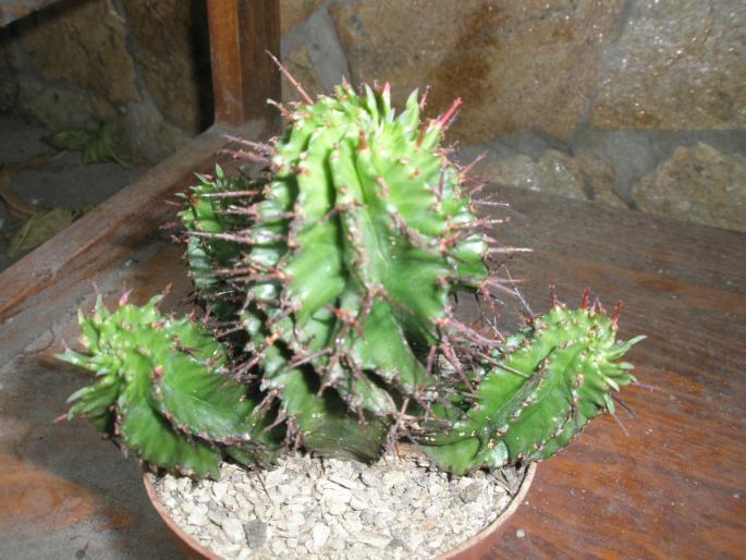Euphorbia horrida - Suculente 2008