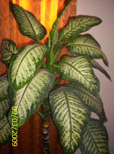 Dieffenbachia; uriasa printre cele ...100 gh.
