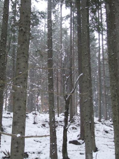 DSCF4593 - poiana zinelor