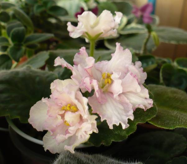 P1140629 - Saintpaulia - violete de camera