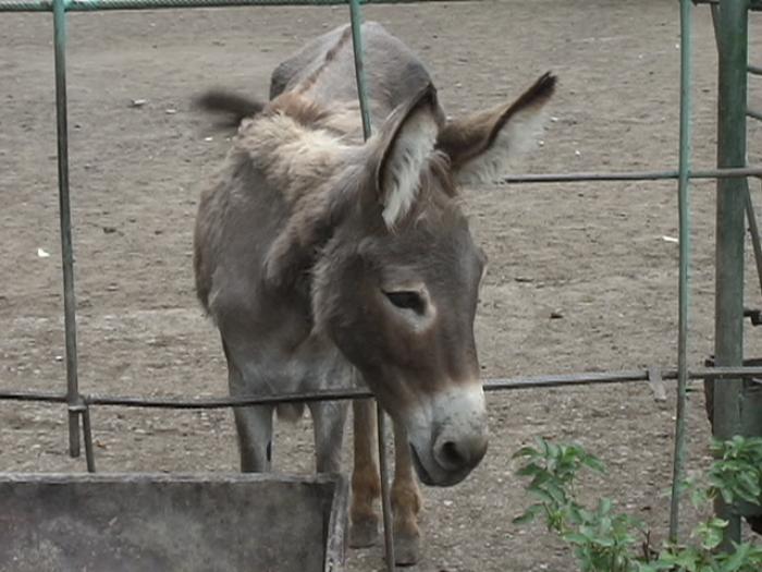 Magarul din gradina zoologica - Poze vacanta