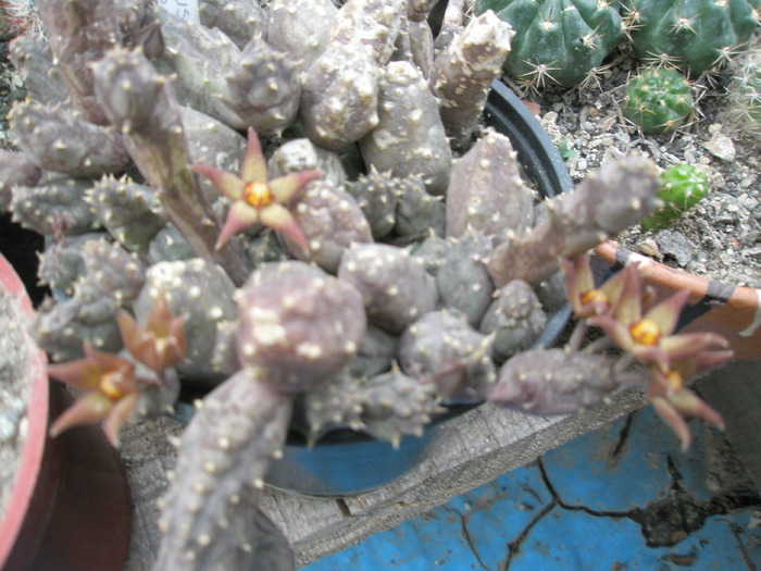 Piaranthus foetidus - 13.10 - Suculente 2008