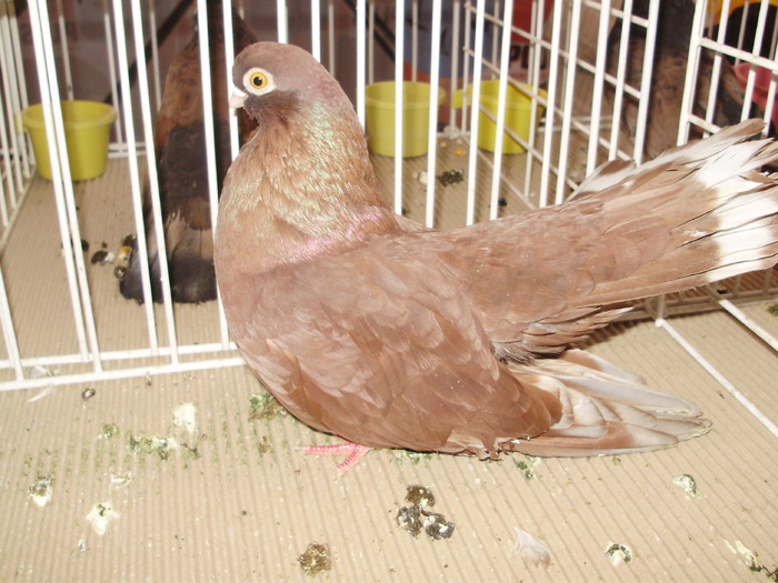 castaniu 3 - 1510 rz