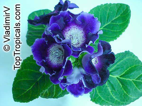 GLOXINIA - Poze cu flori adunate de pe net