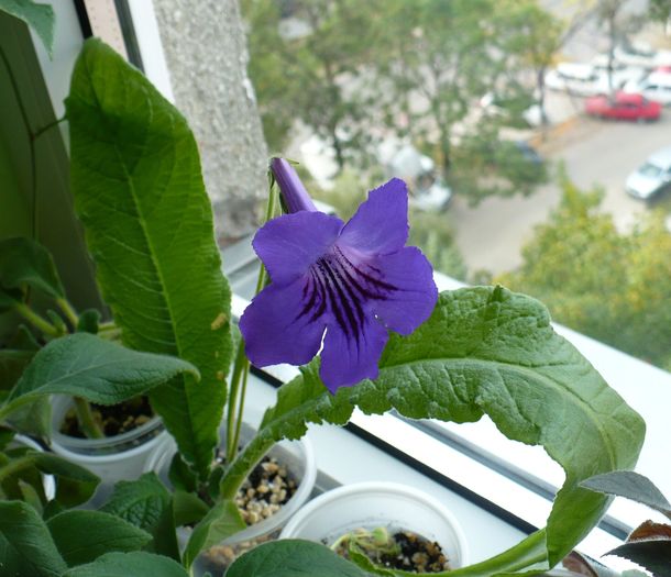 P1160653 - STREPTOCARPUSI