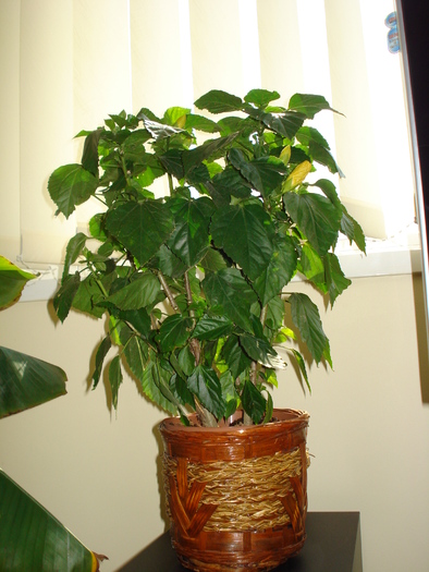 HIBISCUS GALBEN