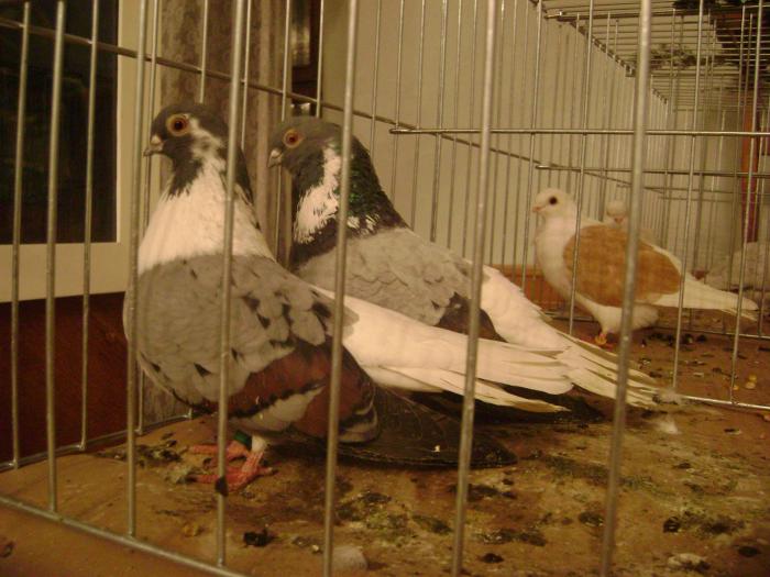 DSC05438 - expozitia tarnaveni 2009