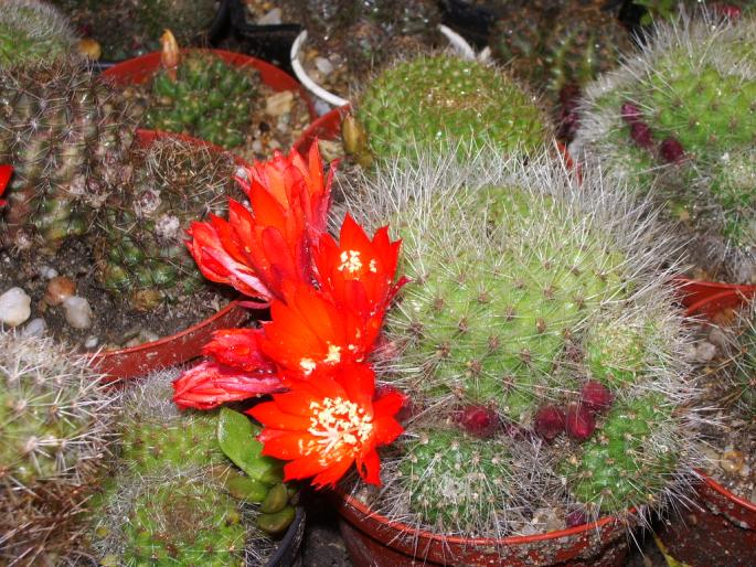 Rebutia senilis - cactusi