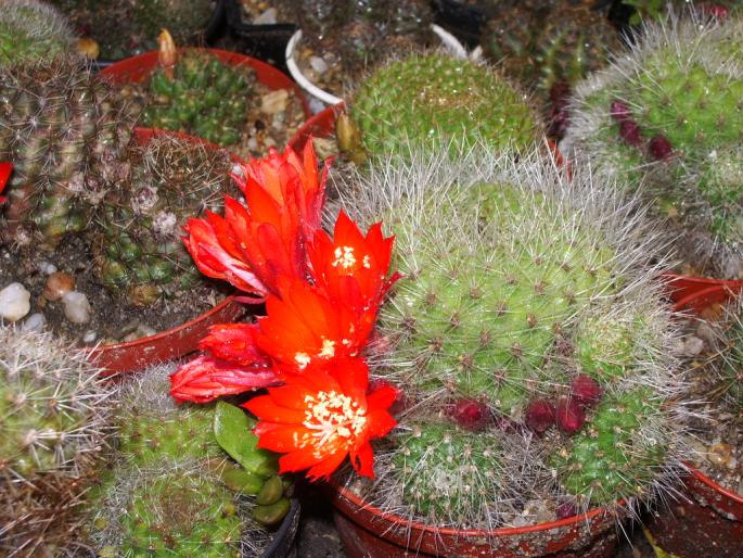 Rebutia senilis