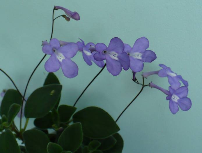 P1120764 - STREPTOCARPUSI