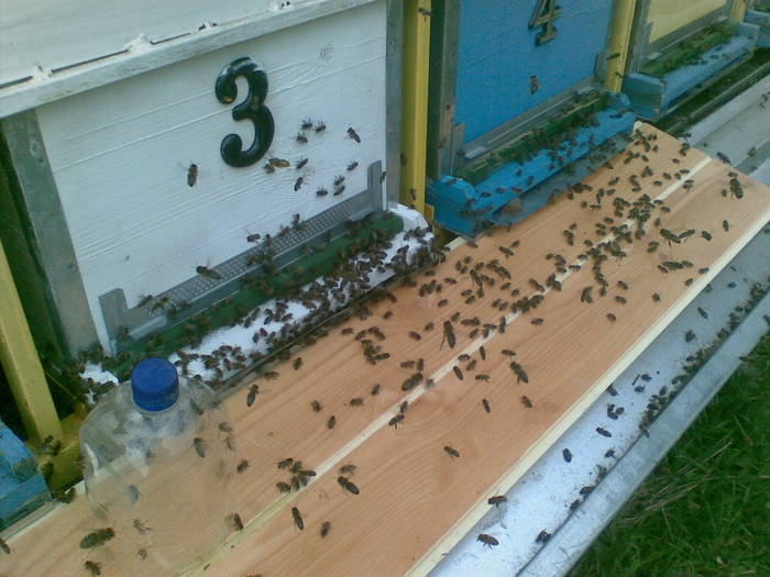 21042009(002) - albine