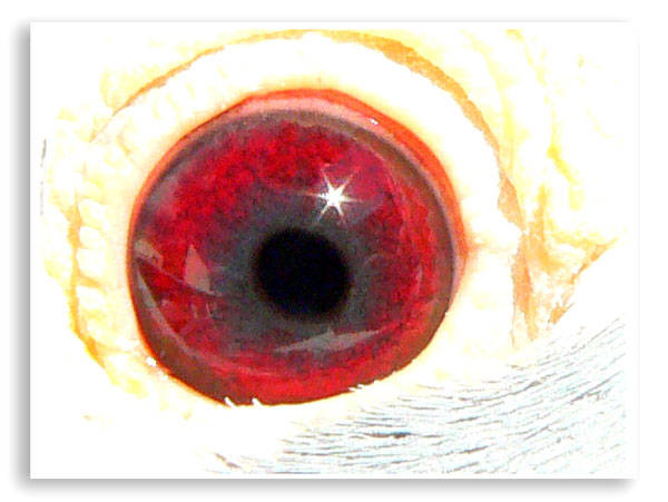 ESP268 - ochi de porumbei3