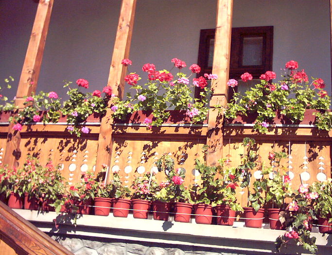 IMAGE0001.JPG - flori