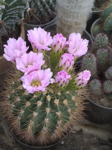 Acanthocalycium violaceum - ceva mai recent