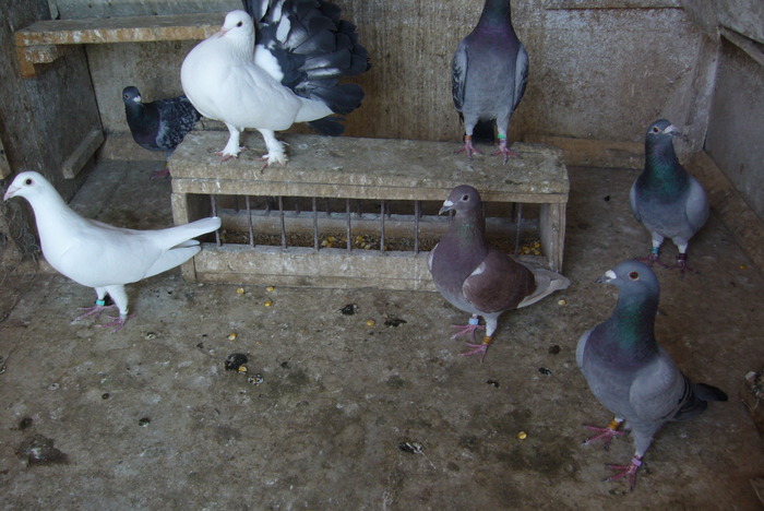 P1020554; in asteptarea primaverii !!
