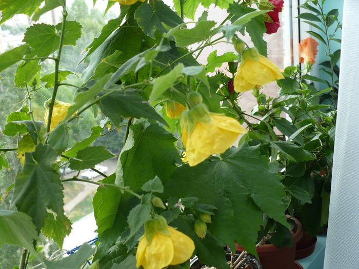 P1130565 - ABUTILONI