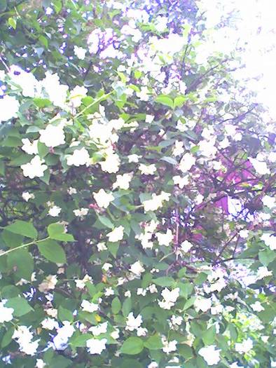 Flori de iasomie-10 iunie 2009
