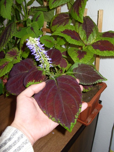 SDC16433 - flori in taina