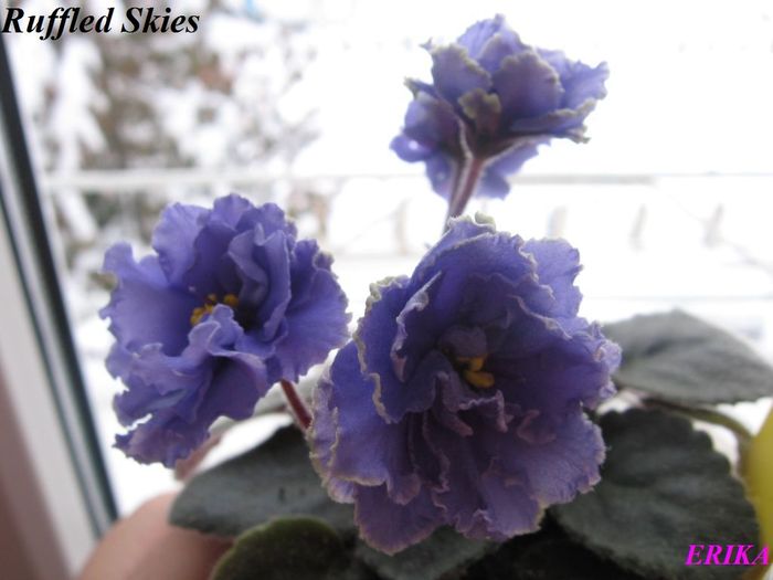 Ruffled Skies 2009 dec 18 - Violete de colectie