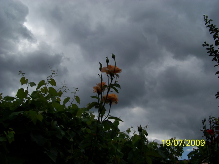 100_8238 - Iulie 2