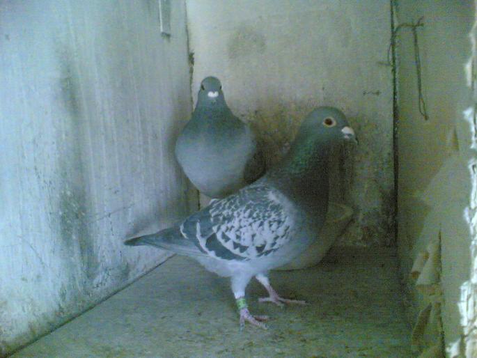 01032008(151) - porumbeii mei