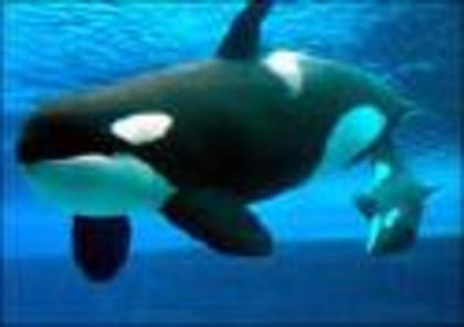balena ucigasa - BALENA UCIGASA SAU ORCA