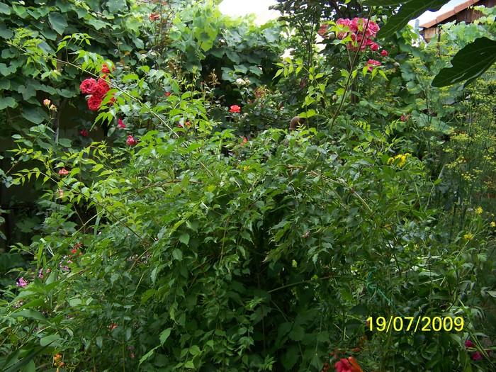 100_8247 - Iulie 2