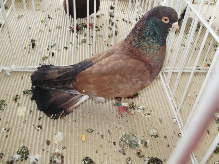 orbetean 3 - 1506 2 porumbei rz