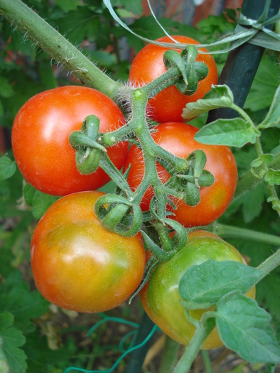 Tomato Cerise (2009, Aug.25)