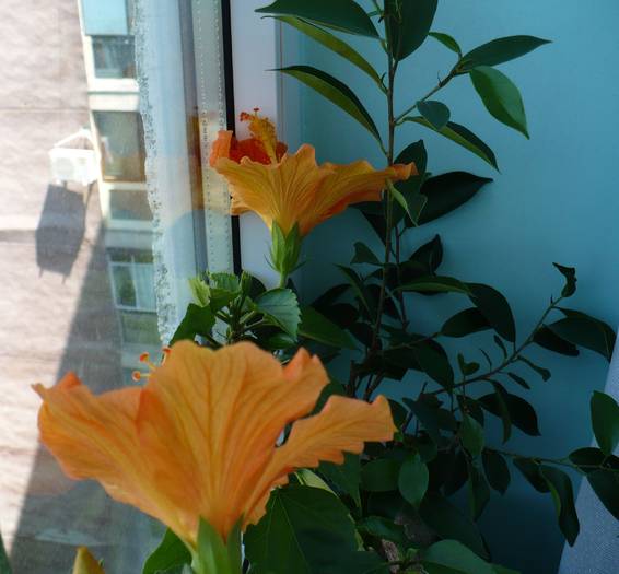P1130498