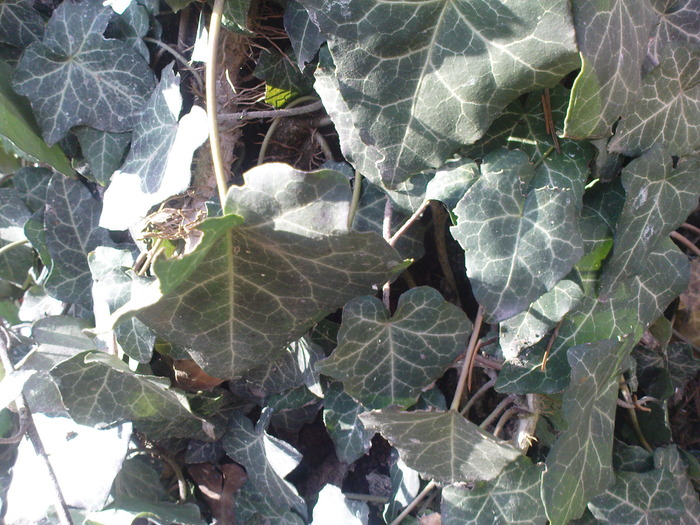 DSC00664
