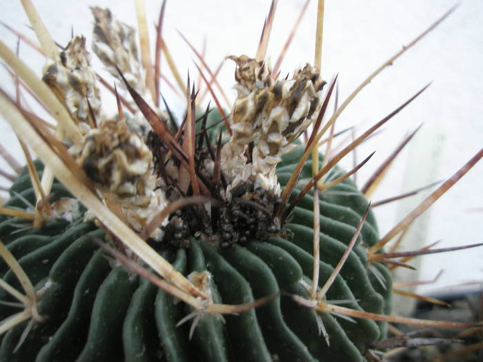 Echinofossulo nr.2 - seminte 12.07 - FRUCTE de cactusi si suculente