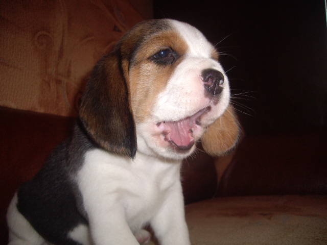 Beagle (1) - beagle