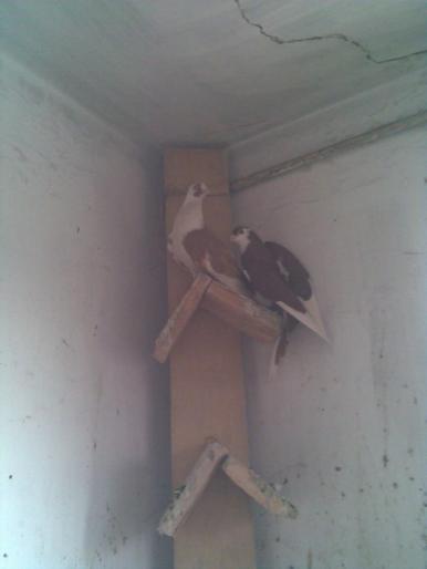 mascat galben si galatean pe rosu